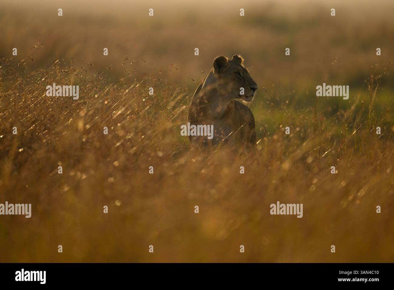 Leonessa nella prateria con illuminazione retroilluminata la mattina presto, riserva Masai Mara, Kenya Foto Stock