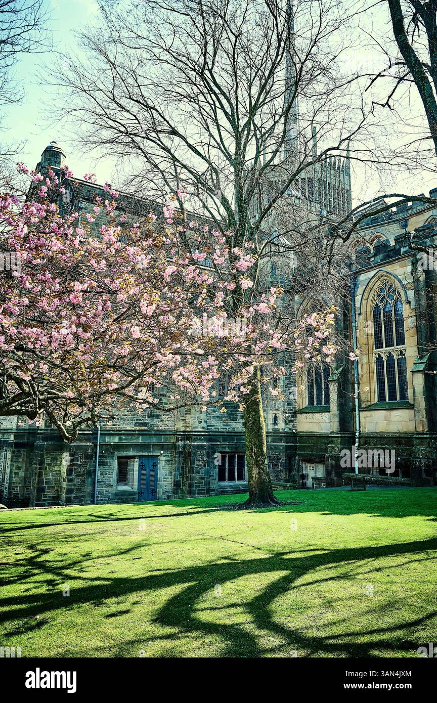 La cattedrale di Blackburn e i ciliegi fioriscono al sole primaverile Foto Stock