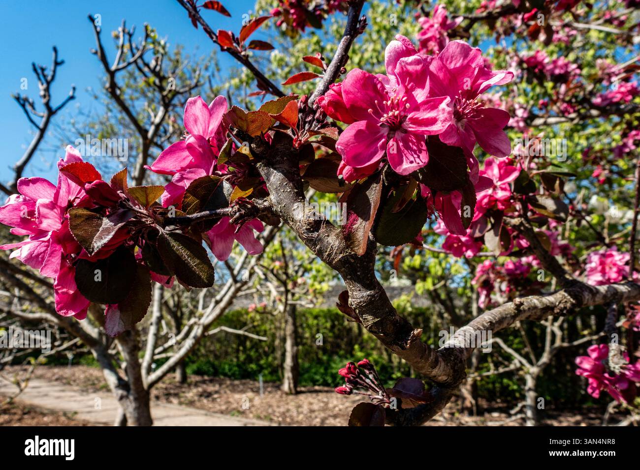 Fioriture primaverili, Rosaceae Malus, Foto Stock