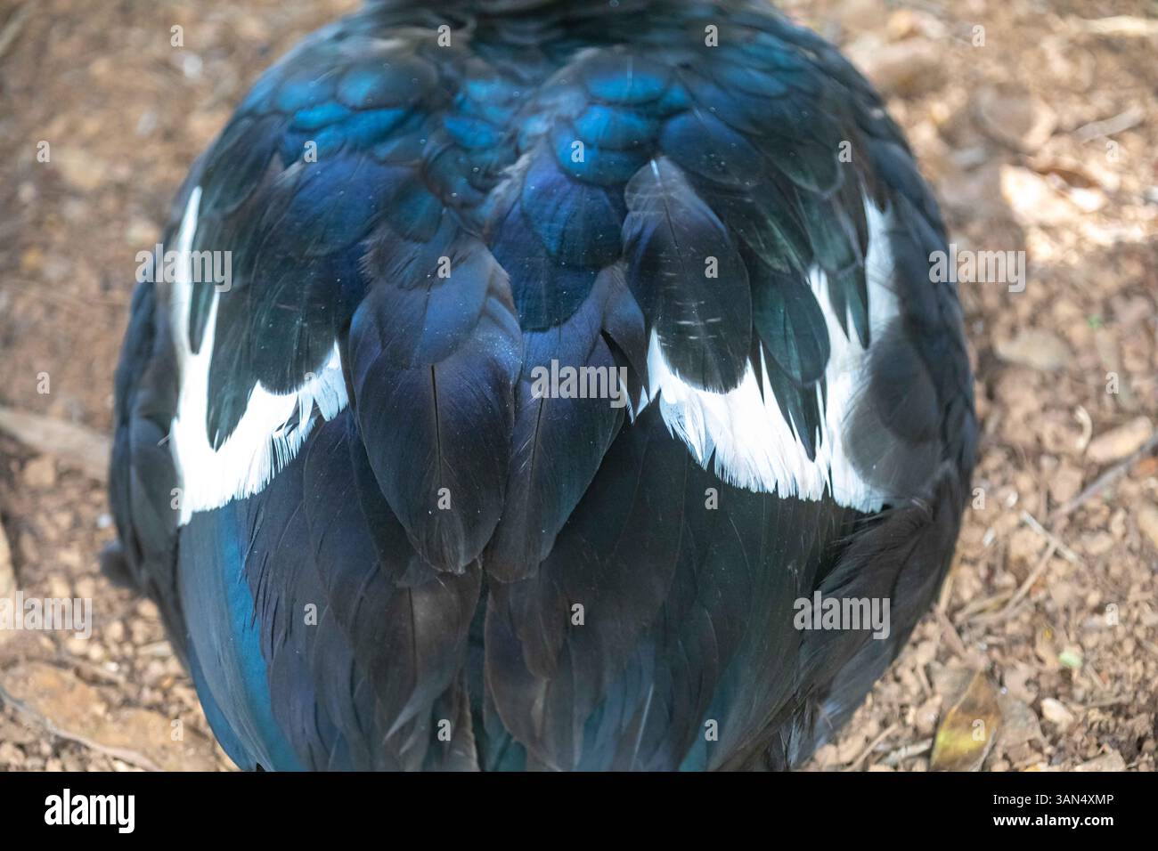 Dettagli del dorso di un'anatra domestica con dettagli sulla consistenza delle piume Foto Stock
