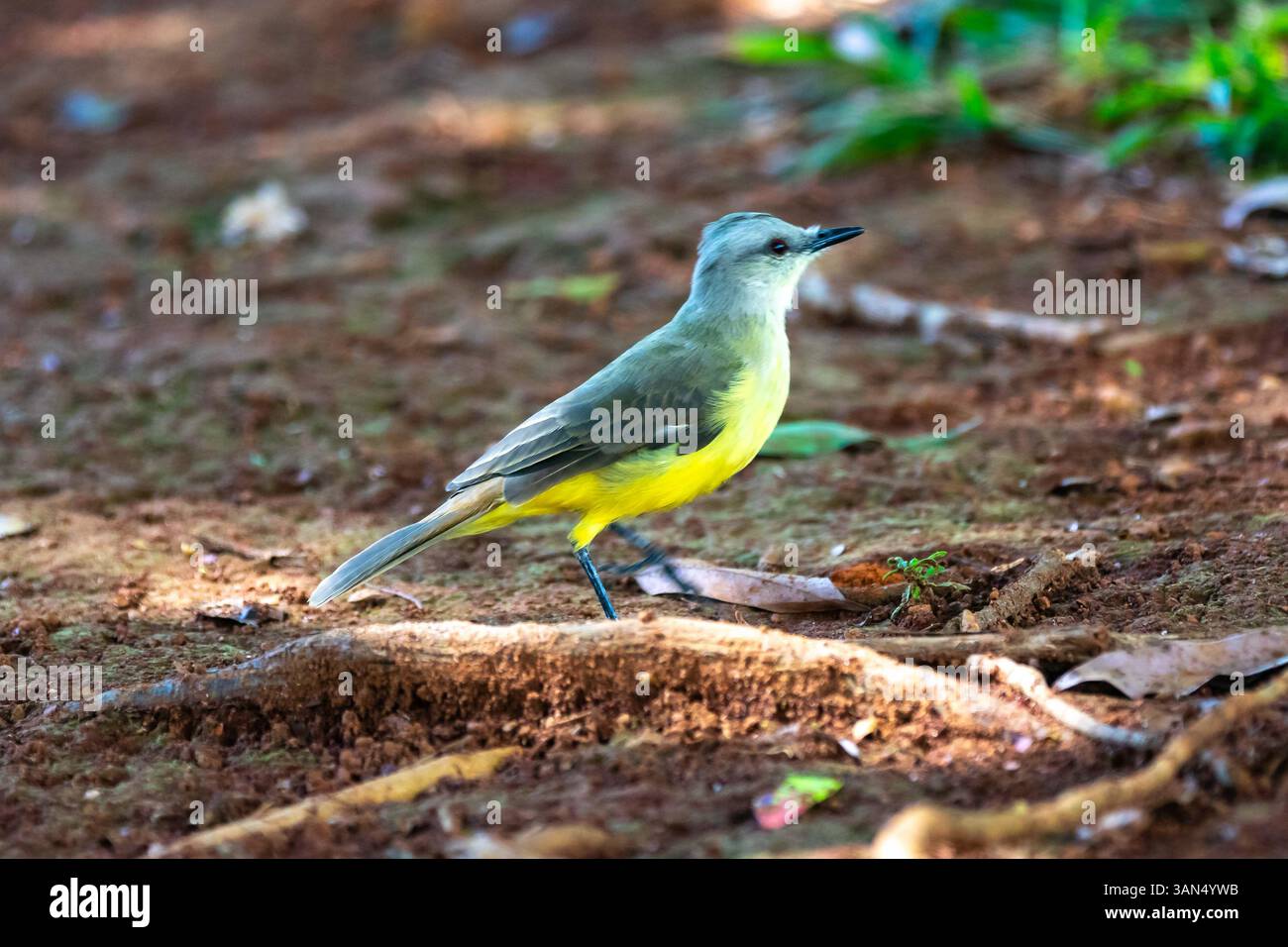 Tipica terra tropicale brasiliana delle canarie, uccello giallo delle canarie Foto Stock