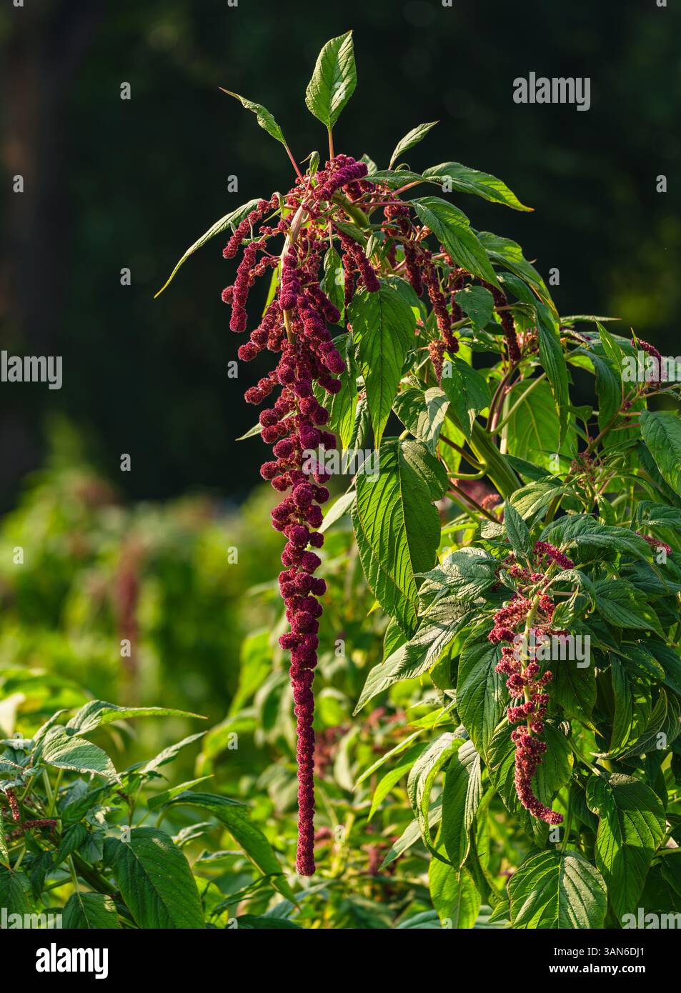 L'amore giace sanguinando (Amaranthus caudatus) pianta con una corda di fiori a cascata di colore rosso intenso o marrone che cresce in un giardino. Foto Stock