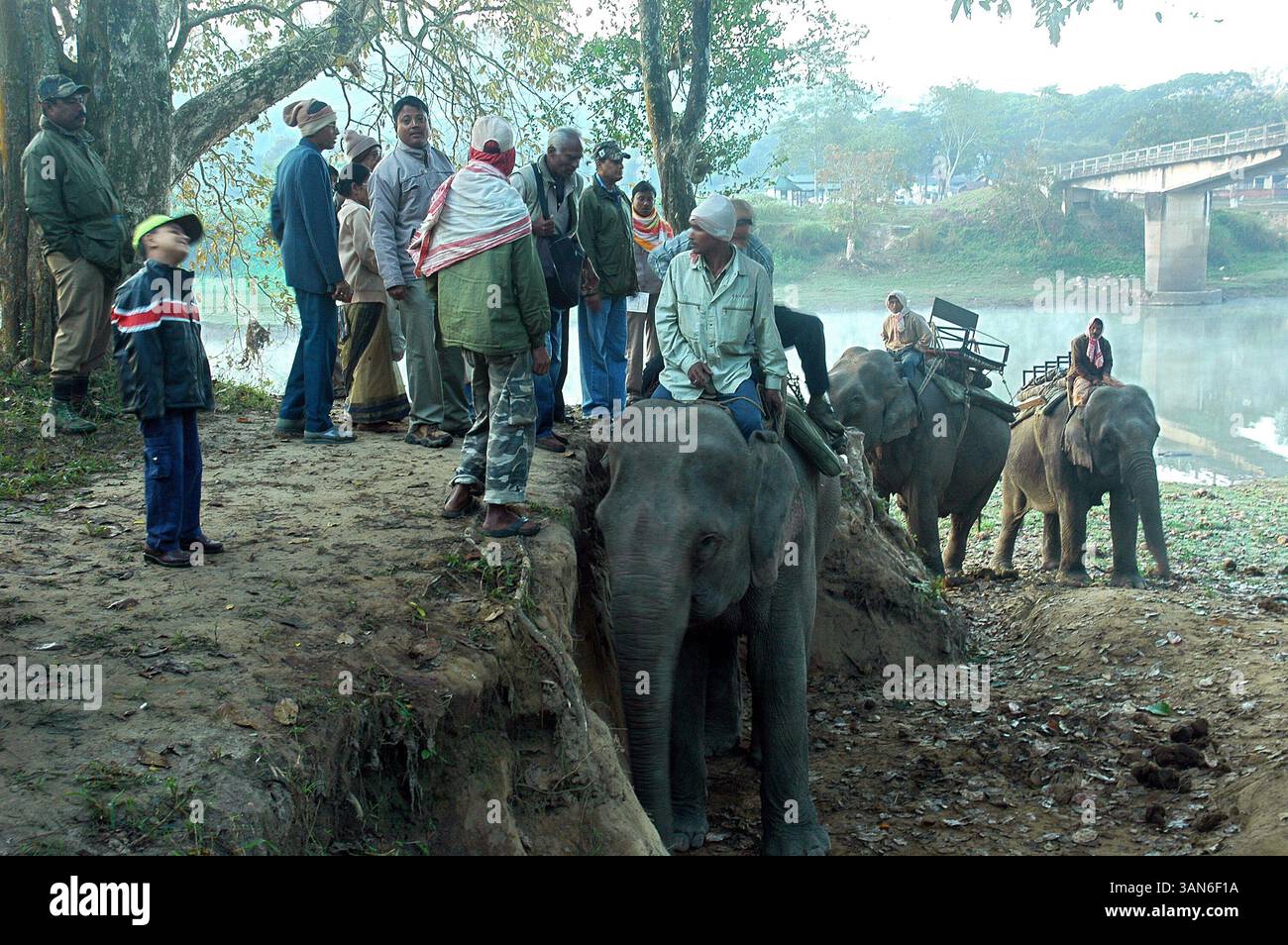 22 ottobre 2008 - Kaziranga, Assam, India - i turisti si stanno preparando per le gite in elefante nella giungla. Il Kaziranga National Park è il più antico parco nazionale dello stato indiano nordorientale dell'Assam. Fu creata un secolo fa come riserva forestale dal viceré britannico Lord Curzon per volere di sua moglie, per proteggere il più grande rinoceronte One-Horned. Nel 1985, il parco nazionale di Kaziranga è stato dichiarato patrimonio dell'umanità dall'UNESCO e ora è noto a livello mondiale per la sua importanza come uno degli ultimi habitat indisturbati dei grandi rinoceronti indiani. Il prezzo di un solo corno del rinoceronte varia Foto Stock