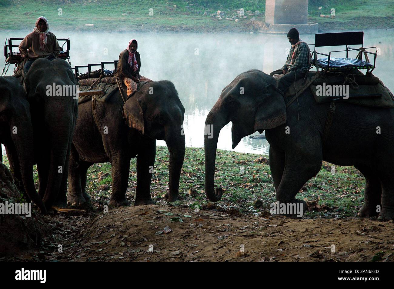 22 ottobre 2008 - Kaziranga, Assam, India - al mattino presto, i conducenti di elefanti aspettano l'arrivo dei turisti per il safari nella giungla. Il Kaziranga National Park è il più antico parco nazionale dello stato indiano nordorientale dell'Assam. Fu creata un secolo fa come riserva forestale dal viceré britannico Lord Curzon per volere di sua moglie, per proteggere il più grande rinoceronte One-Horned. Nel 1985, il parco nazionale di Kaziranga è stato dichiarato patrimonio dell'umanità dall'UNESCO e ora è noto a livello mondiale per la sua importanza come uno degli ultimi habitat indisturbati dei grandi rinoceronti indiani. Il prezzo di Foto Stock