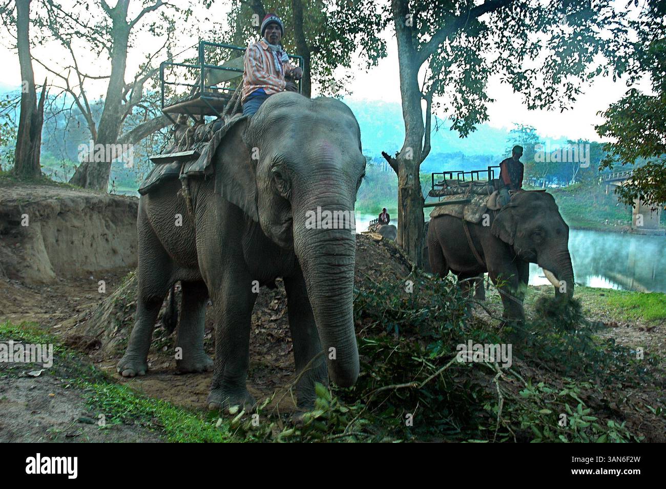 22 ottobre 2008 - Kaziranga, Assam, India - al mattino presto un autista di elefanti attende l'arrivo dei turisti per il safari nella giungla. Il Kaziranga National Park è il più antico parco nazionale dello stato indiano nordorientale dell'Assam. Fu creata un secolo fa come riserva forestale dal viceré britannico Lord Curzon per volere di sua moglie, per proteggere il più grande rinoceronte One-Horned. Nel 1985, il parco nazionale di Kaziranga è stato dichiarato patrimonio dell'umanità dall'UNESCO e ora è noto a livello mondiale per la sua importanza come uno degli ultimi habitat indisturbati dei grandi rinoceronti indiani. Il prezzo di Foto Stock