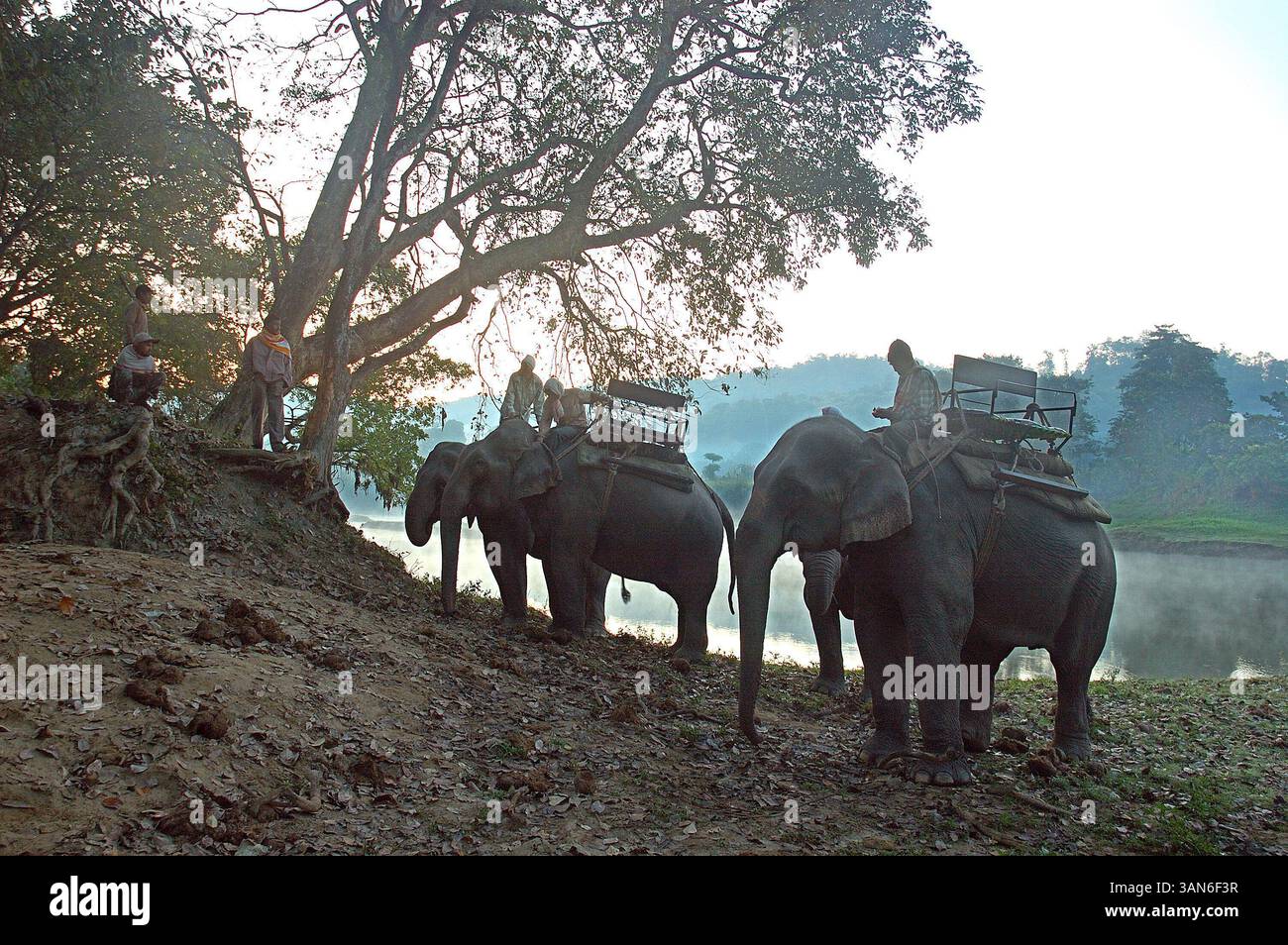 22 ottobre 2008 - Kaziranga, Assam, India - al mattino presto un autista di elefanti attende l'arrivo dei turisti per il safari nella giungla. Il Kaziranga National Park è il più antico parco nazionale dello stato indiano nordorientale dell'Assam. Fu creata un secolo fa come riserva forestale dal viceré britannico Lord Curzon per volere di sua moglie, per proteggere il più grande rinoceronte One-Horned. Nel 1985, il parco nazionale di Kaziranga è stato dichiarato patrimonio dell'umanità dall'UNESCO e ora è noto a livello mondiale per la sua importanza come uno degli ultimi habitat indisturbati dei grandi rinoceronti indiani. Il prezzo di Foto Stock