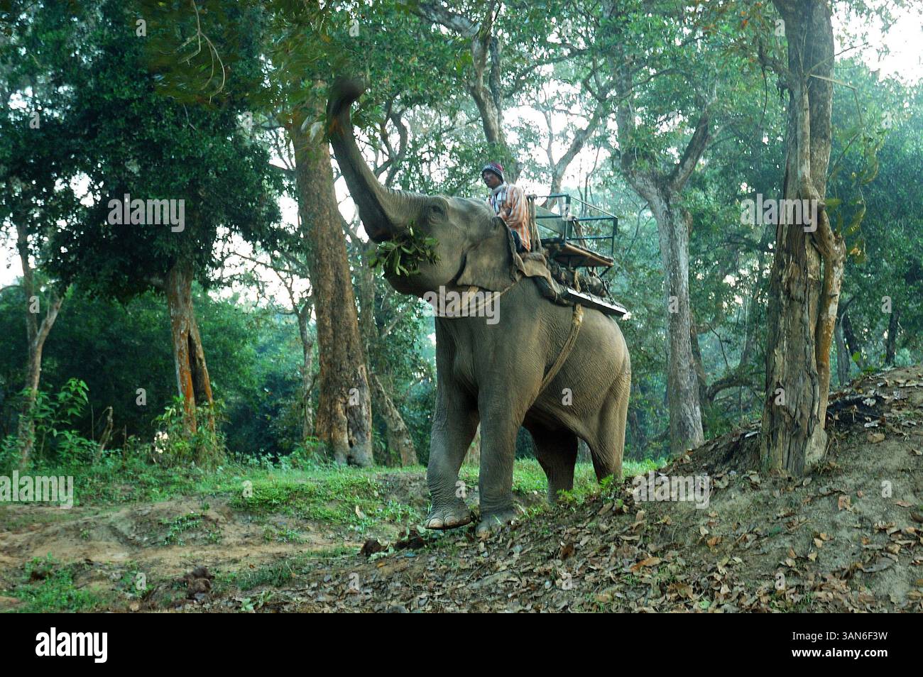 22 ottobre 2008 - Kaziranga, Assam, India - al mattino presto un autista di elefanti attende l'arrivo dei turisti per il safari nella giungla. Il Kaziranga National Park è il più antico parco nazionale dello stato indiano nordorientale dell'Assam. Fu creata un secolo fa come riserva forestale dal viceré britannico Lord Curzon per volere di sua moglie, per proteggere il più grande rinoceronte One-Horned. Nel 1985, il parco nazionale di Kaziranga è stato dichiarato patrimonio dell'umanità dall'UNESCO e ora è noto a livello mondiale per la sua importanza come uno degli ultimi habitat indisturbati dei grandi rinoceronti indiani. Il prezzo di Foto Stock