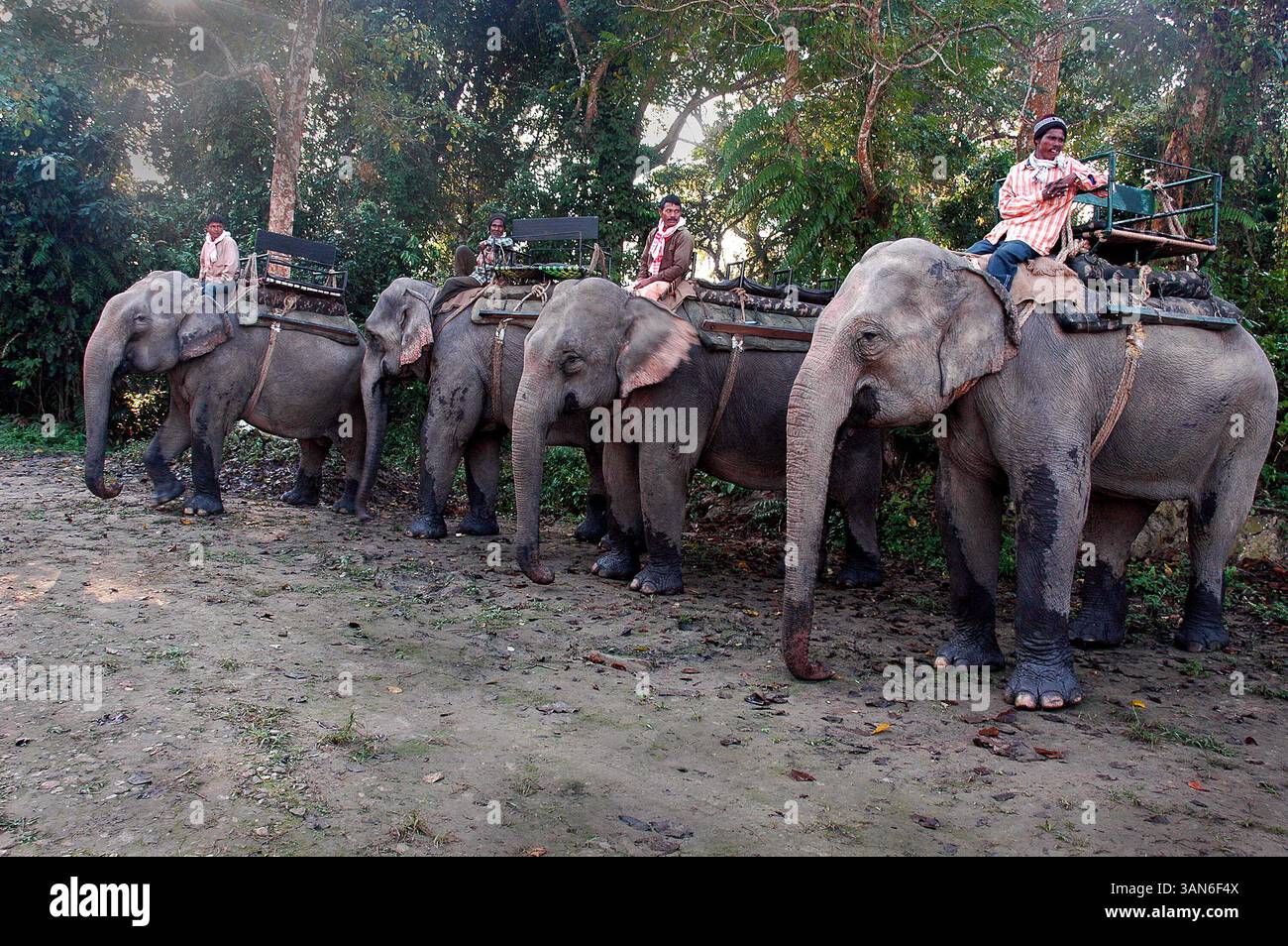 22 ottobre 2008 - Kaziranga, Assam, India - al mattino presto, i conducenti di elefanti aspettano l'arrivo dei turisti per il safari nella giungla. Questo è un altro punto d'ingresso per il safari nella giungla. Il Kaziranga National Park è il più antico parco nazionale dello stato indiano nordorientale dell'Assam. Fu creata un secolo fa come riserva forestale dal viceré britannico Lord Curzon per volere di sua moglie, per proteggere il più grande rinoceronte One-Horned. Nel 1985, il parco nazionale di Kaziranga è stato dichiarato patrimonio dell'umanità dall'UNESCO e ora è noto a livello mondiale per la sua importanza come uno degli ultimi habitat indisturbati Foto Stock