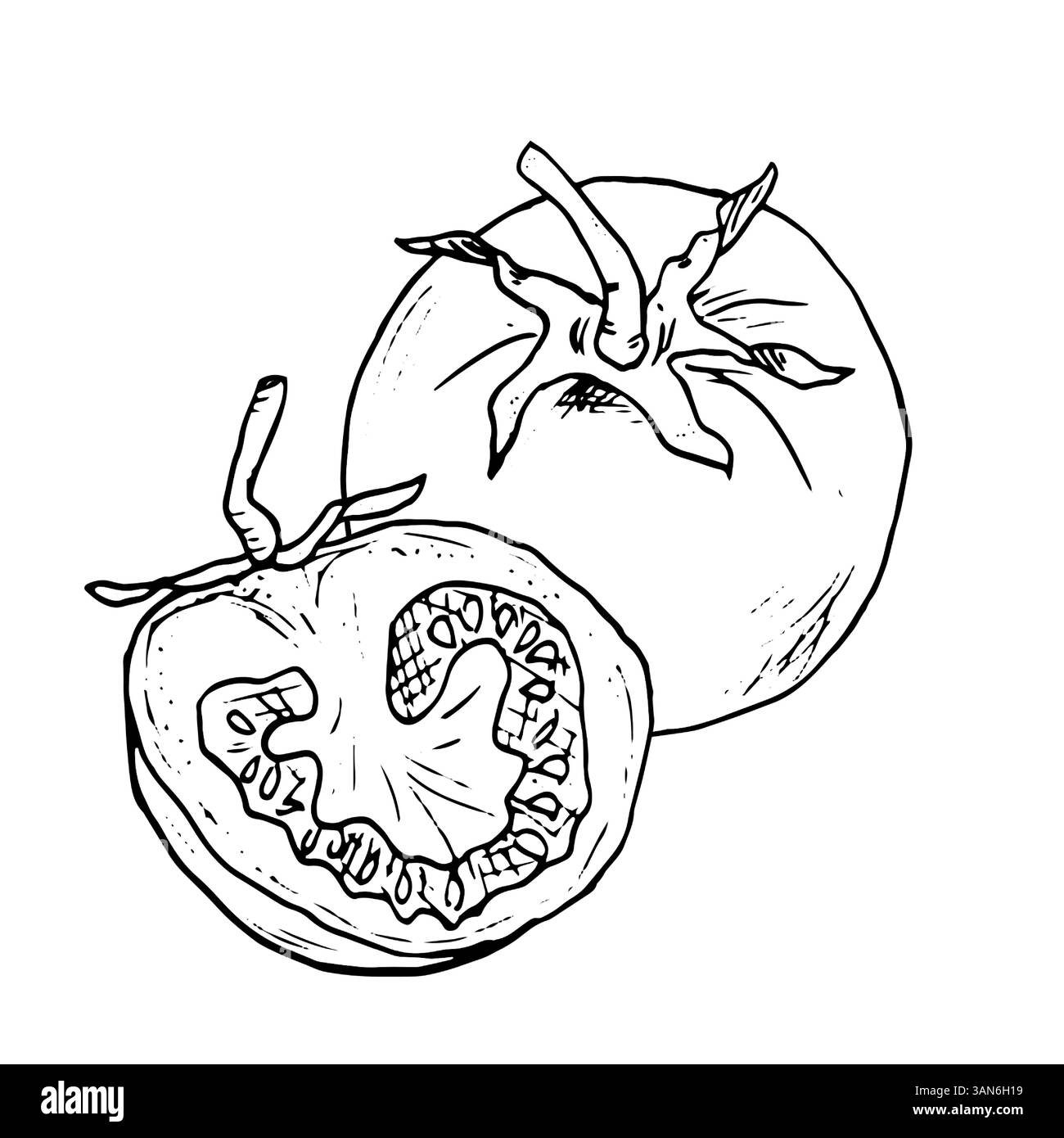 Pomodoro con un rametto e una fetta sotto forma di schizzo. Illustrazione vettoriale in bianco e nero. Pomodoro ciliegino maturo, su sfondo bianco. Fresco intero t Illustrazione Vettoriale