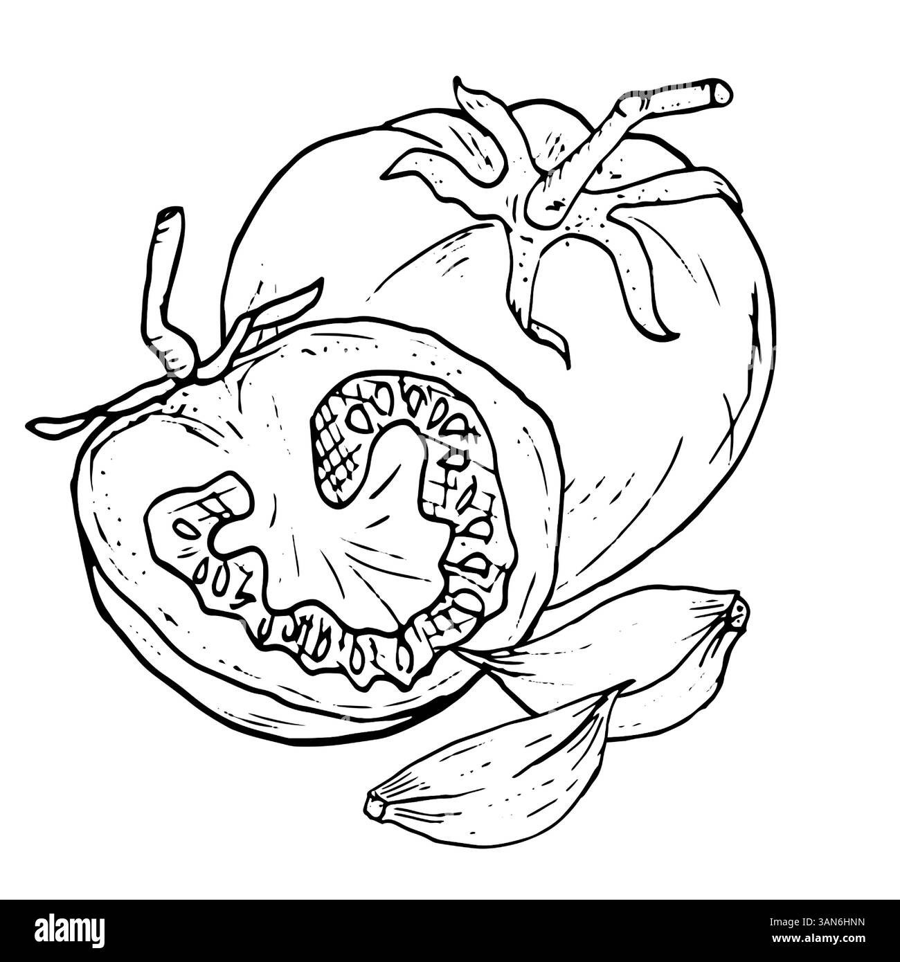 Fetta di pomodoro e pomodoro, schizzo. Illustrazione vettoriale in bianco e nero. Pomodori ciliegini maturi e spicchi d'aglio, su sfondo bianco. Verdure fresche Illustrazione Vettoriale