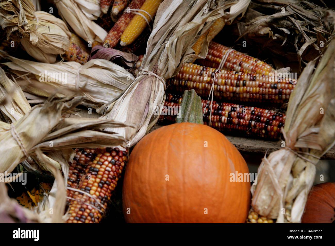 New York - 16 ottobre 2008 - zucche e mais di Halloween (immagine di credito: © Luiz Rampelotto/ZUMA Press) Foto Stock