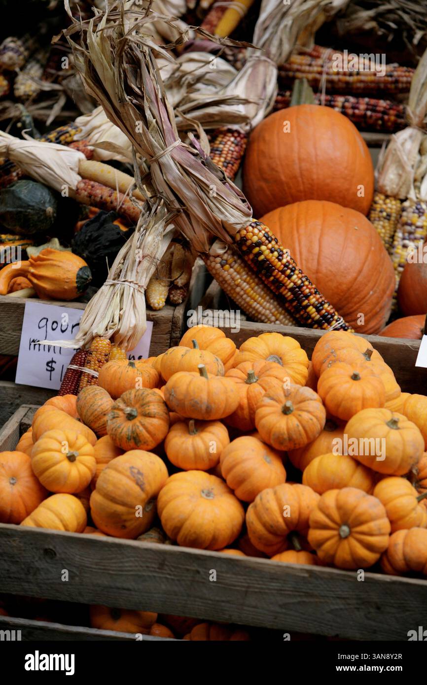 New York - 16 ottobre 2008 - zucche e mais di Halloween (immagine di credito: © Luiz Rampelotto/ZUMA Press) Foto Stock