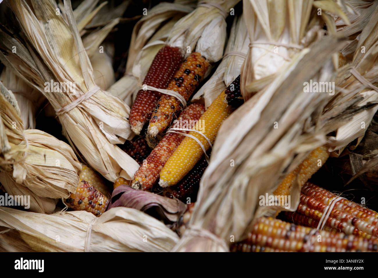 New York - 16 ottobre 2008 - zucche e mais di Halloween (immagine di credito: © Luiz Rampelotto/ZUMA Press) Foto Stock