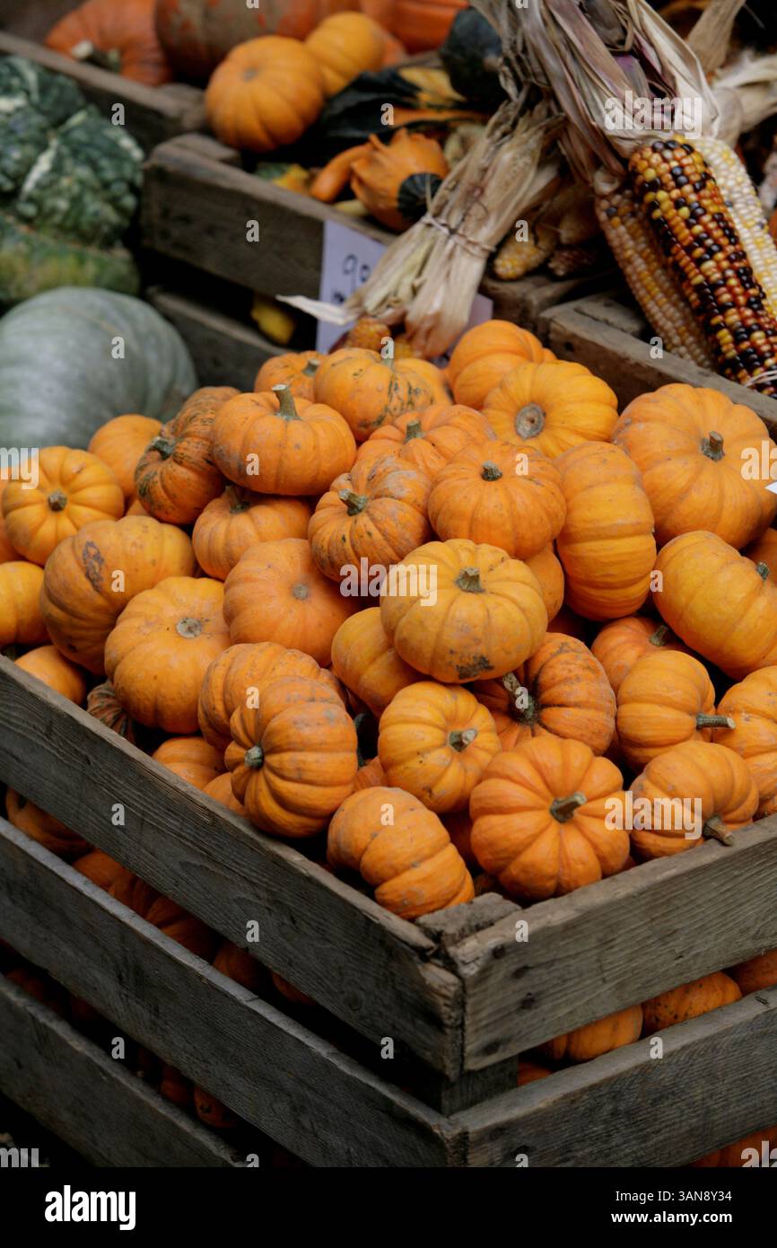 New York - 16 ottobre 2008 - zucche e mais di Halloween (immagine di credito: © Luiz Rampelotto/ZUMA Press) Foto Stock