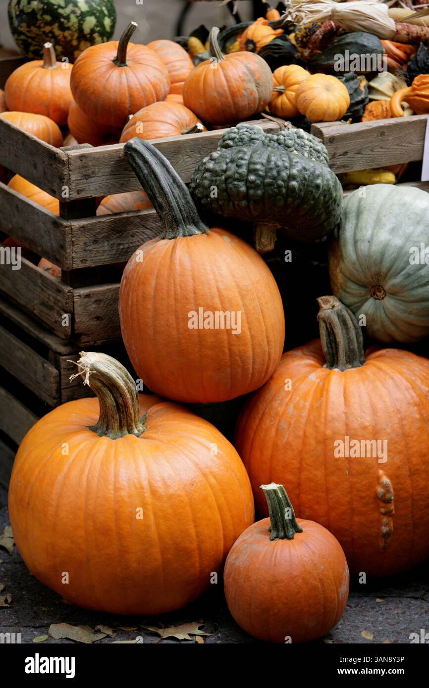 New York - 16 ottobre 2008 - zucche e mais di Halloween (immagine di credito: © Luiz Rampelotto/ZUMA Press) Foto Stock