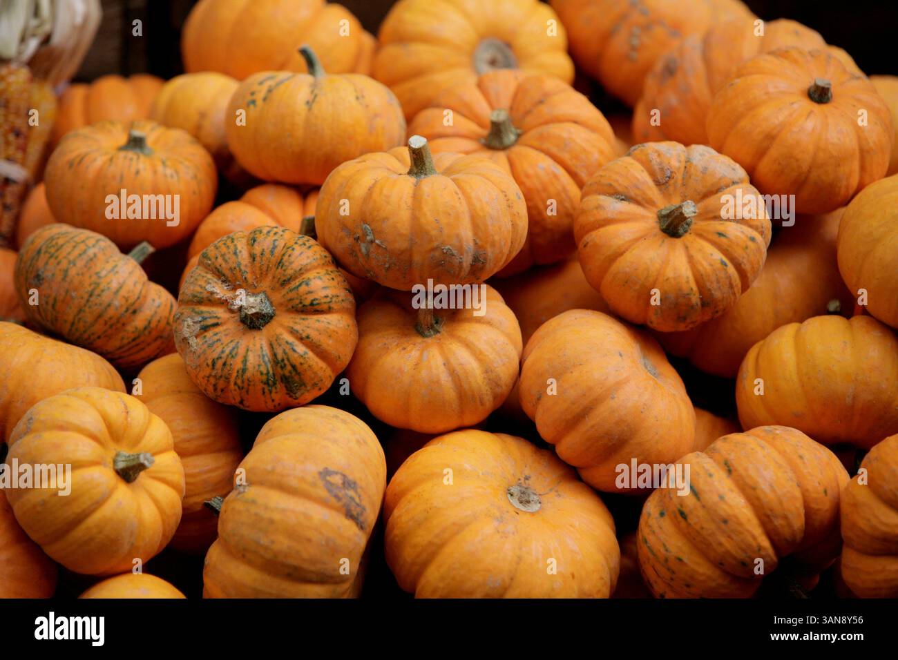 New York - 16 ottobre 2008 - zucche e mais di Halloween (immagine di credito: © Luiz Rampelotto/ZUMA Press) Foto Stock