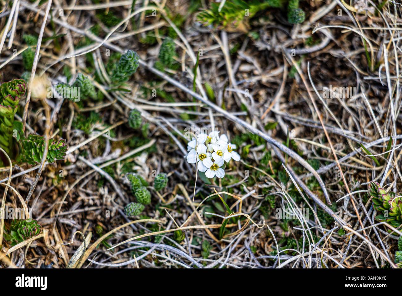 Piccoli fiori che crescono nel clima duro della tundra alpina in primavera. Foto Stock