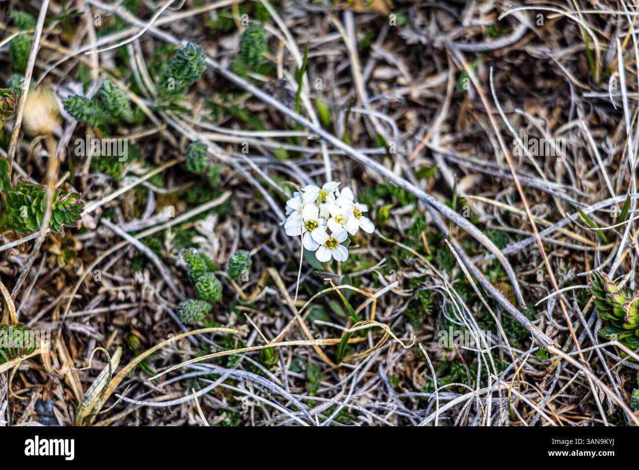 Piccoli fiori che crescono nel clima duro della tundra alpina in primavera. Foto Stock