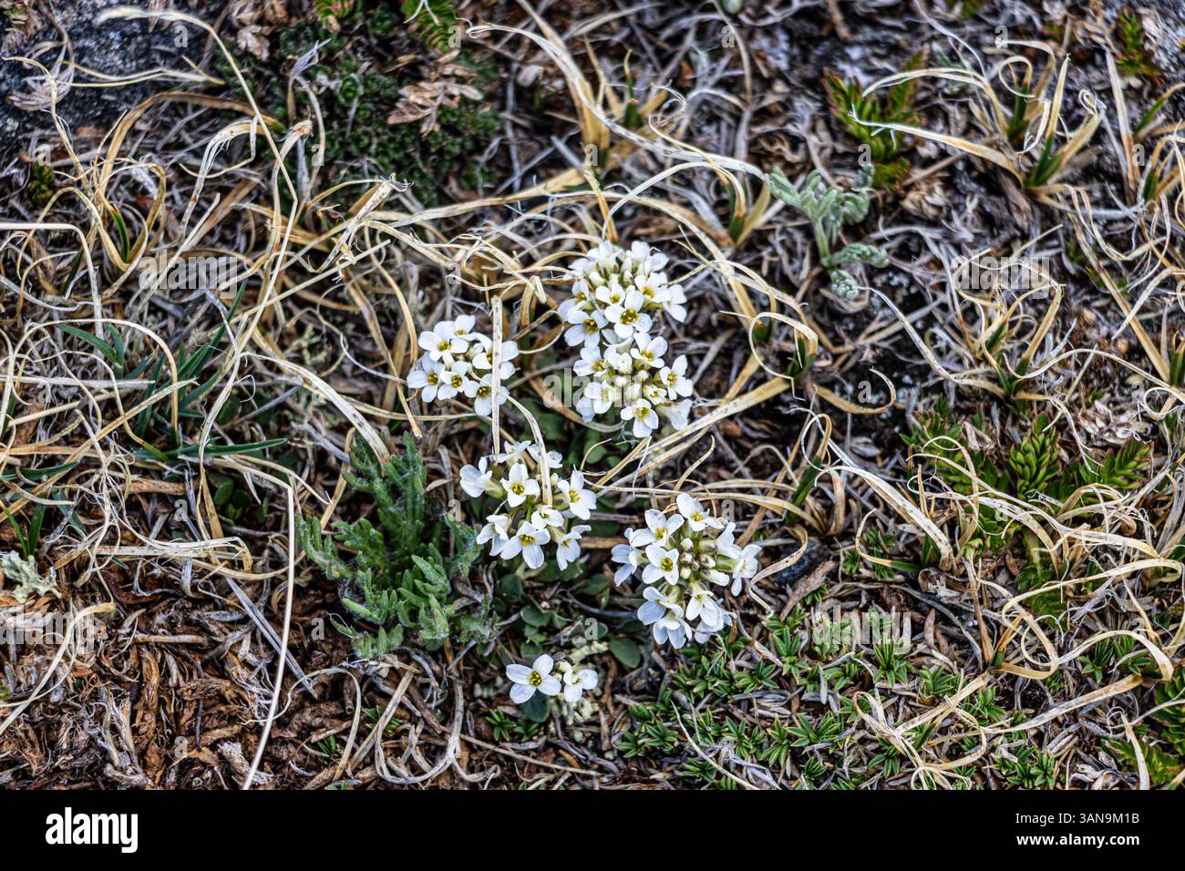 Piccoli fiori che crescono nel clima duro della tundra alpina in primavera. Foto Stock