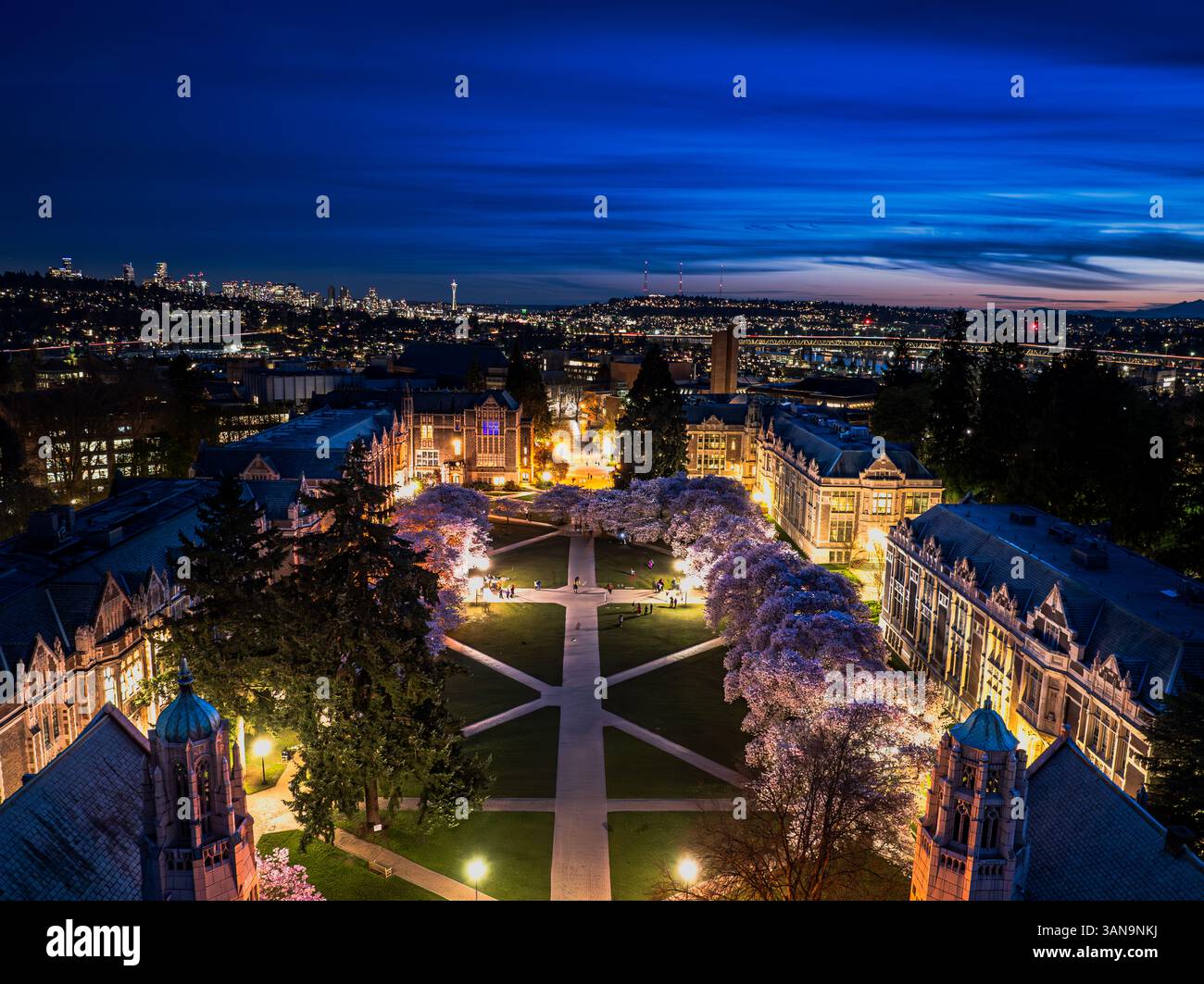 Seattle WA USA - 7 aprile 2025: Night Cherry Blossom all'UW Quad Foto Stock