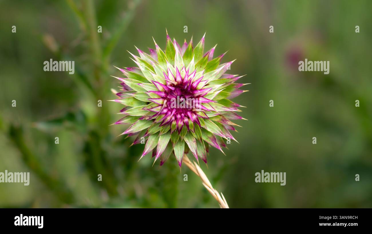 Un germoglio di cardo verde con petali appuntiti con punta viola che iniziano ad aprirsi, mostrando la simmetria iniziale della fioritura su uno sfondo verde leggermente sfocato. Foto Stock