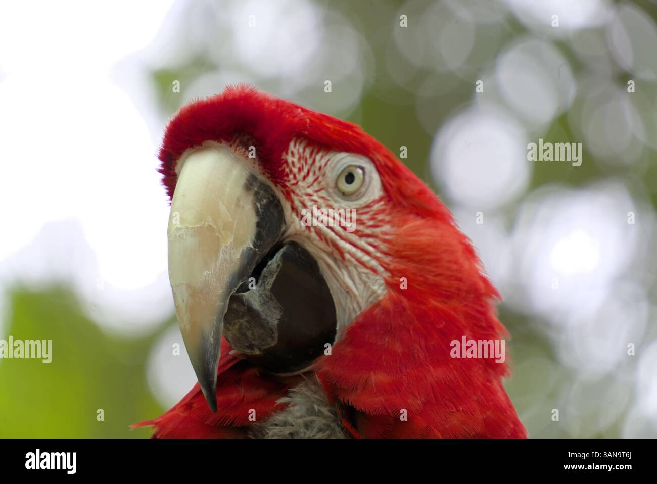 Un pappagallo rosso completamente cresciuto che guarda a sinistra Foto Stock