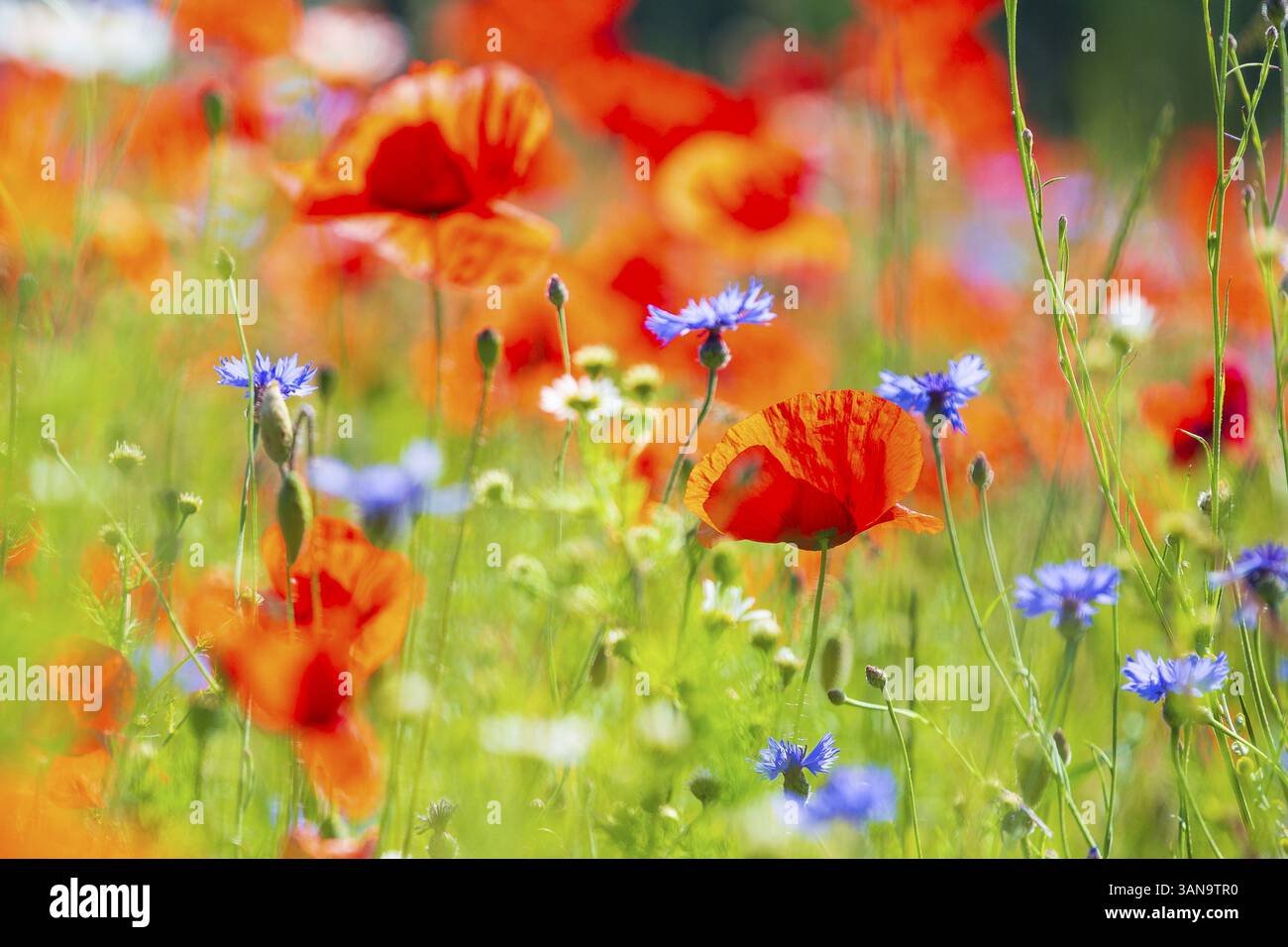 Papavero di mais (Papaver rhoeas) e fiordaliso (Centaurea cyanus) in fiore in un prato, Svizzera sassone, Sassonia, Germania, Europa Foto Stock