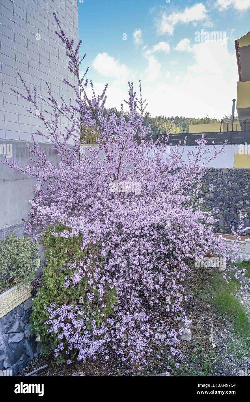 Albero in fiore in primavera, Vilaflor, Provincia di Santa Cruz de Tenerife, Tenerife, Isole Canarie, Spagna, Europa Foto Stock