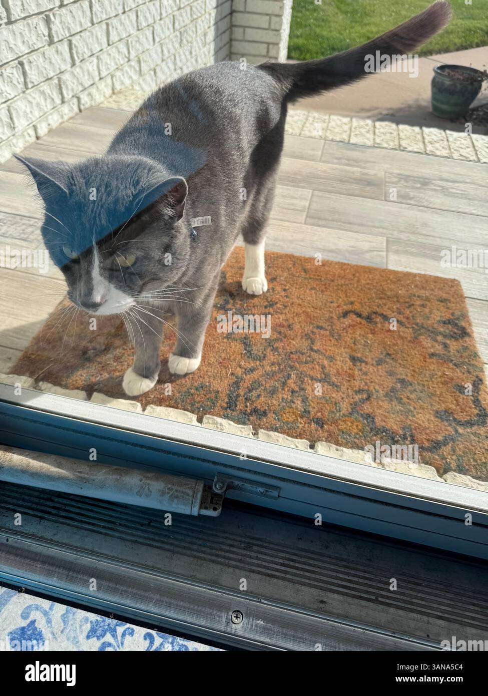 Gatto domestico domestico grigio e bianco che si aggira per il quartiere e guarda alla porta di uno sconosciuto, che vuole entrare. Wichita, Kansas, Stati Uniti. Foto Stock