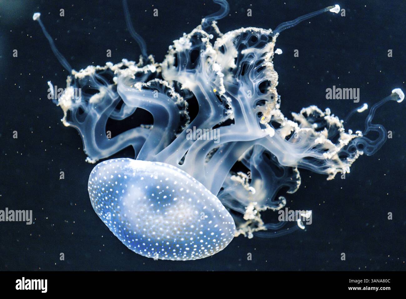 Meduse Foto Stock