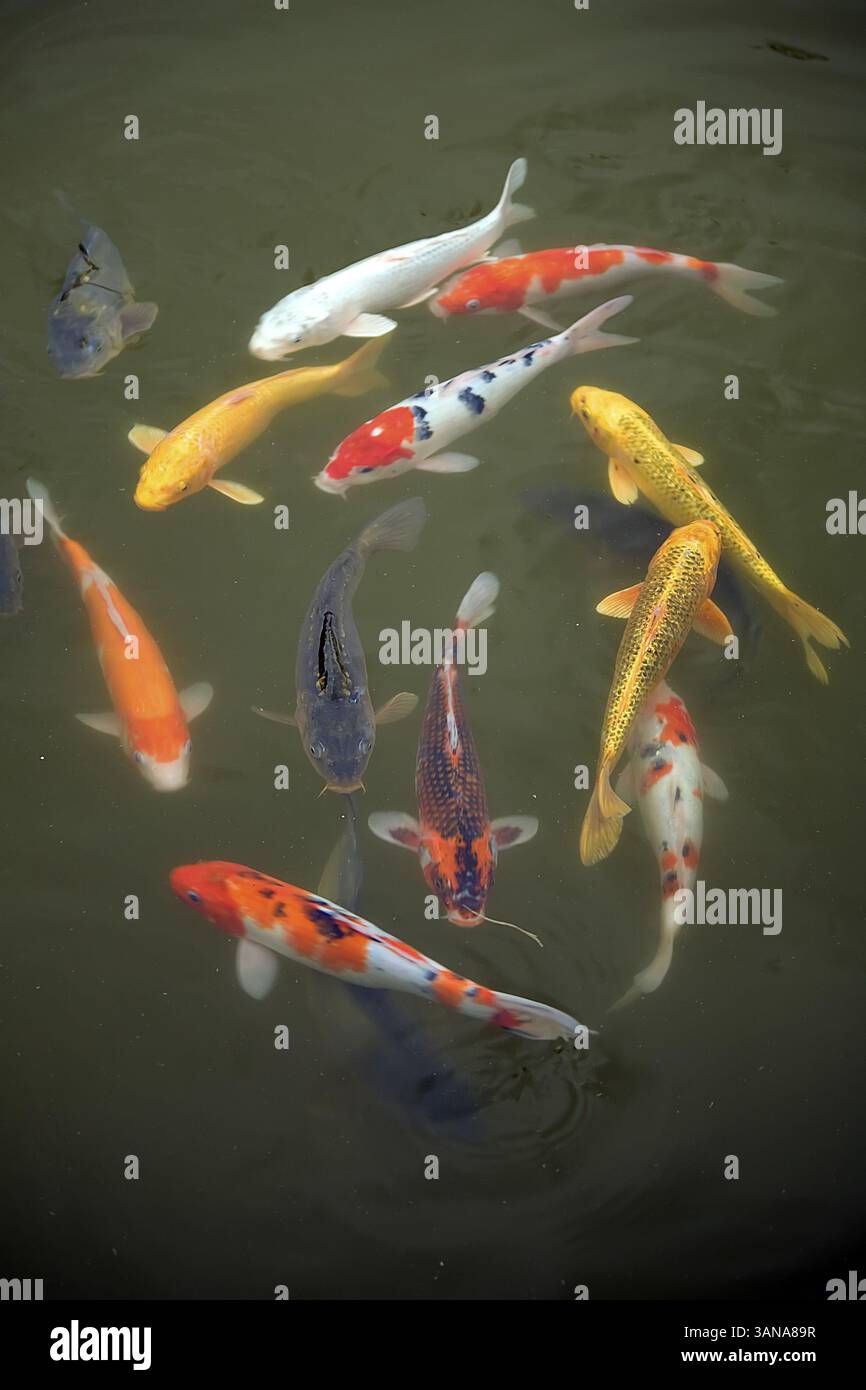 Koi Foto Stock