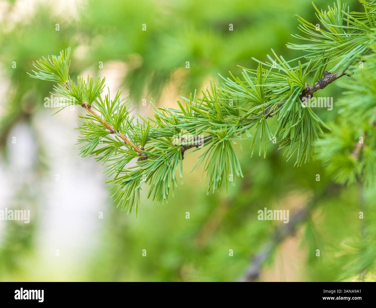 Giovani rami di larice. Closeup di aghi giovani di larice verde. Larix sibirica, il larice siberiano o il larice russo. Foto Stock