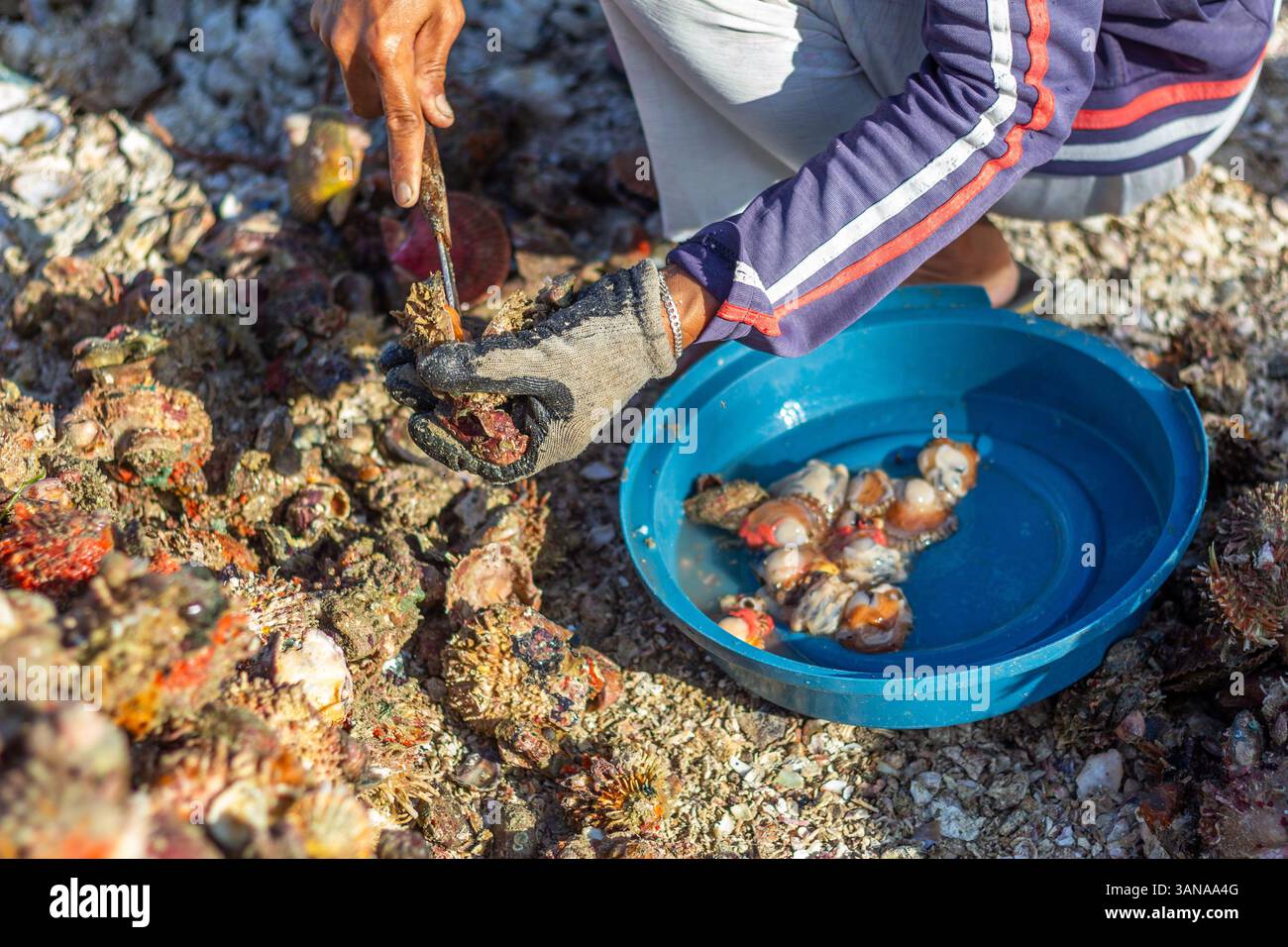 I pescatori locali di Iloilo, Filippine, estraggono a mano la carne commestibile dalle conchiglie di capesante, preparando il pescato fresco per la vendita nei mercati vicini Foto Stock