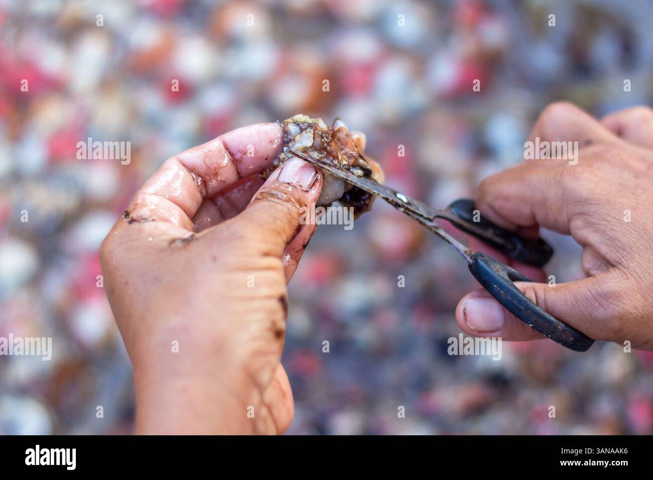 I pescatori locali di Iloilo, Filippine, estraggono a mano la carne commestibile dalle conchiglie di capesante, preparando il pescato fresco per la vendita nei mercati vicini Foto Stock