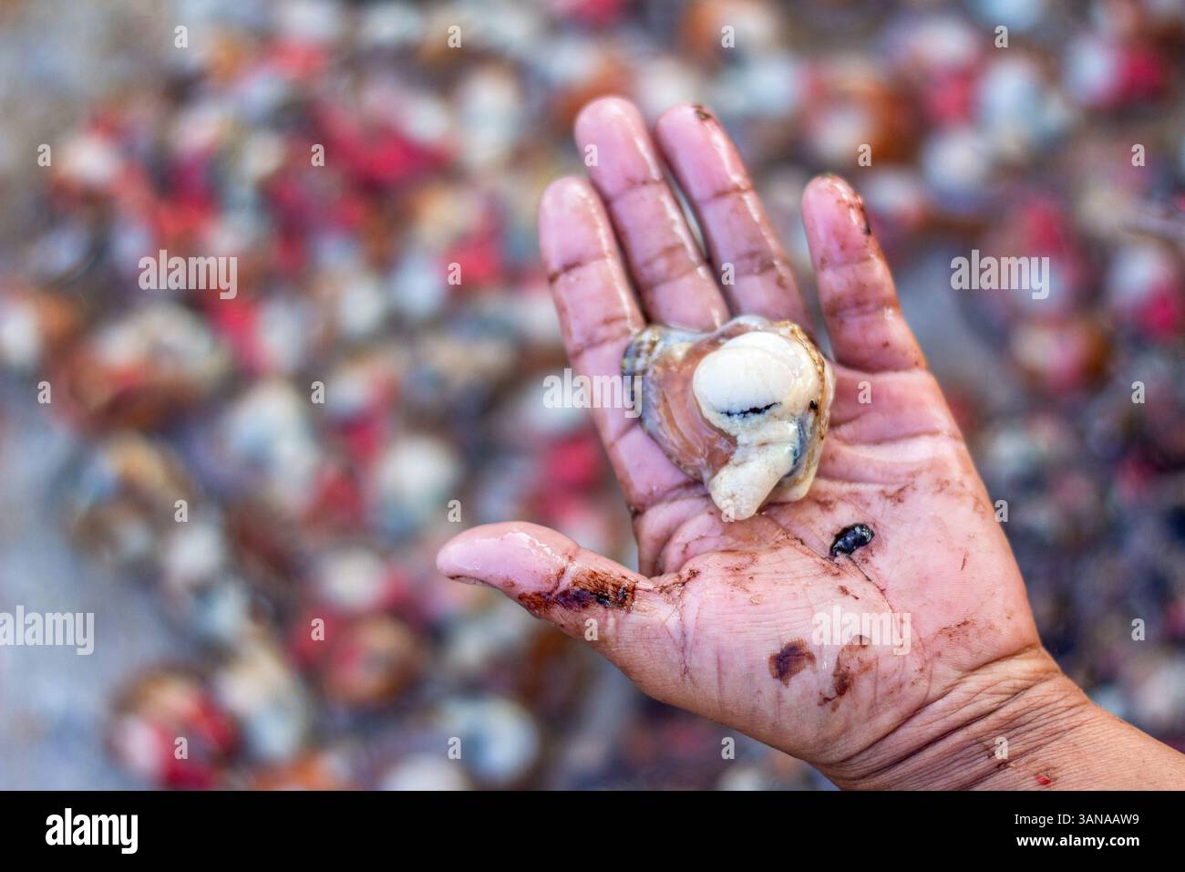 I pescatori locali di Iloilo, Filippine, estraggono a mano la carne commestibile dalle conchiglie di capesante, preparando il pescato fresco per la vendita nei mercati vicini Foto Stock