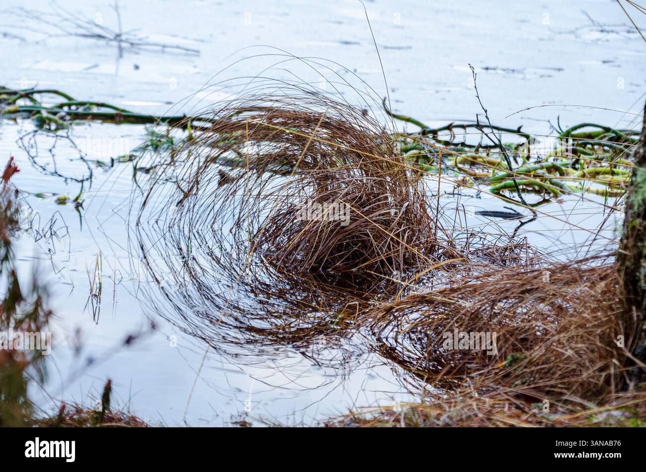 L'erba intrecciata forma una turbolenza nell'acqua. Motivo naturale, atmosfera tranquilla, angolo basso, acqua serena, primo piano, ambiente delle zone umide, ecologia Foto Stock