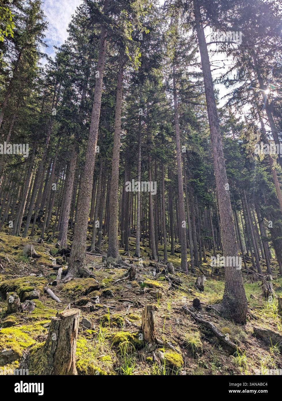 Foresta svizzera, splendida natura, luoghi nascosti in Svizzera, relax e tranquillità, luoghi da visitare Foto Stock