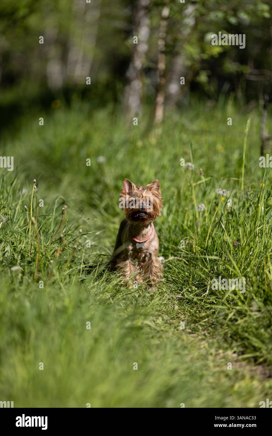 Cani dello Yorkshire Terrier che camminano lungo un sentiero nel bosco Foto Stock