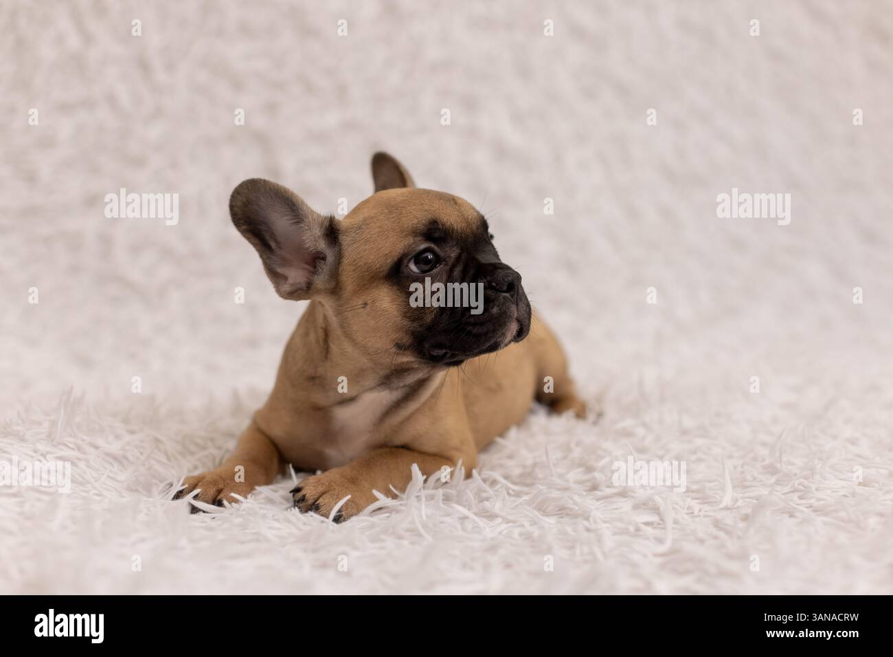 Un cucciolo di bulldog francese di 2 mesi Foto Stock