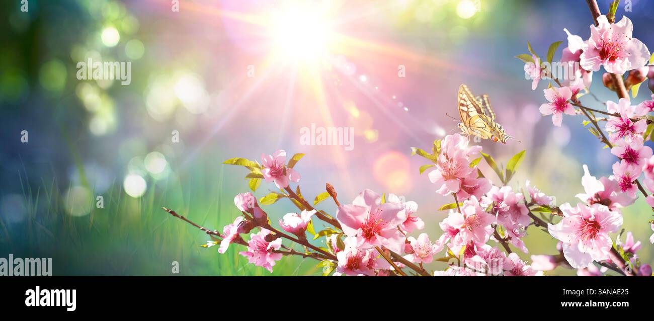 Spring Blooming - ramo in fiore rosa con luce solare in Abstract Fresh Meadow Foto Stock