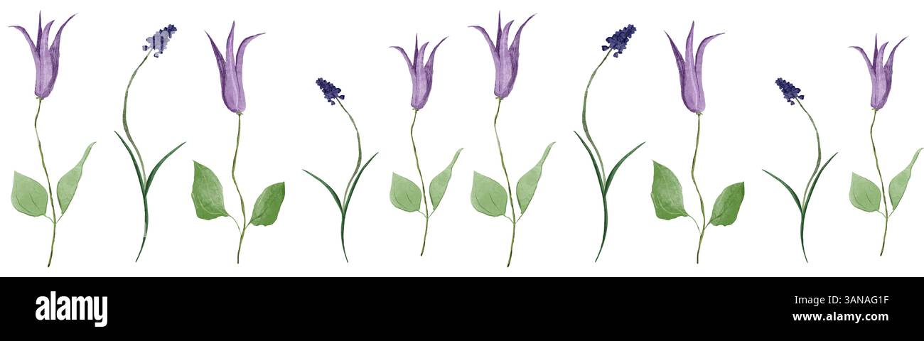 Bordo floreale con delicati fiori primaverili viola, compresi fiori di campanello e musari. Illustrazione digitale ad acquerello disegnata a mano con steli morbidi e t Foto Stock