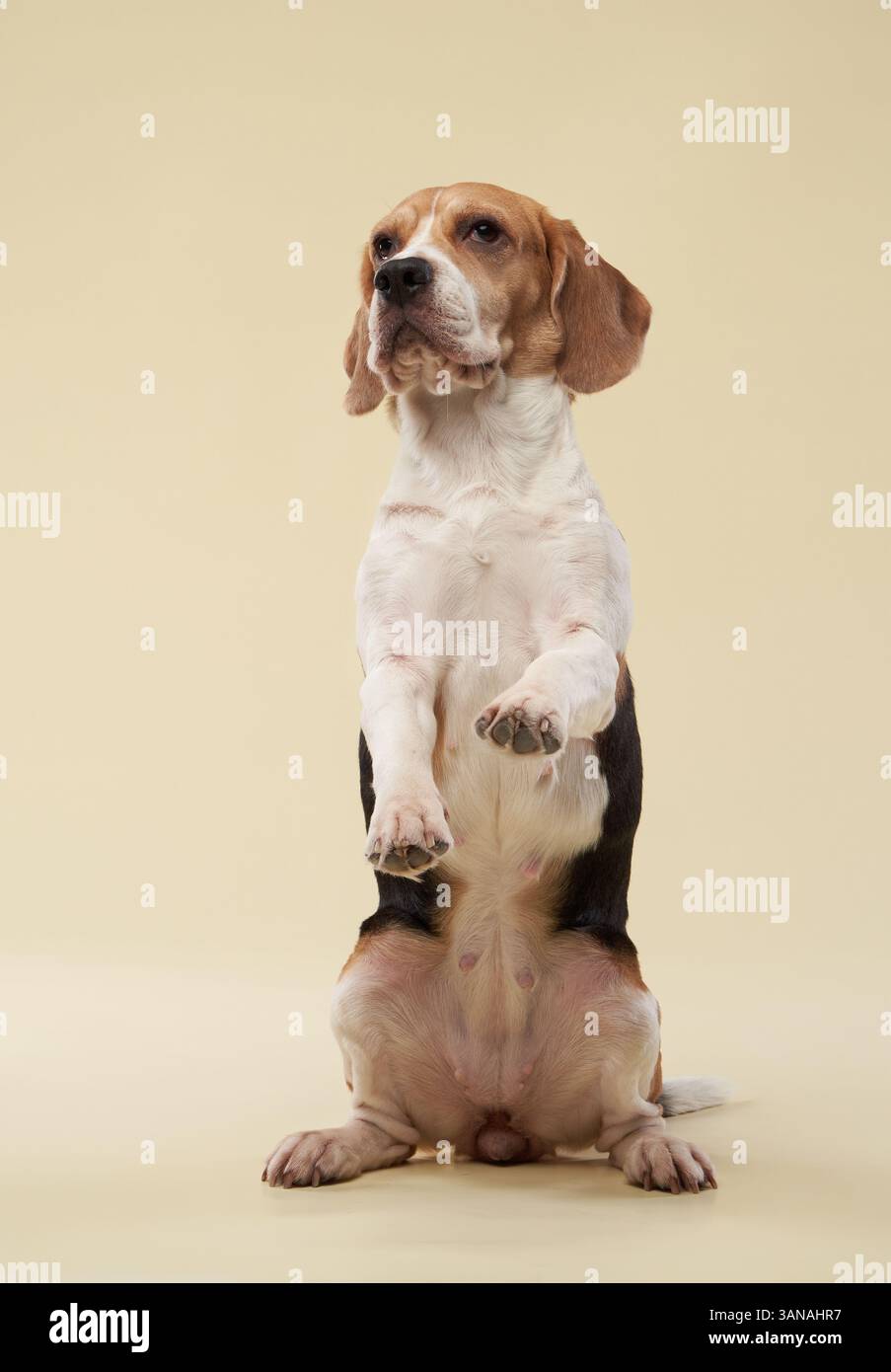 Un beagle si erge sulle gambe posteriori, bilanciandosi con un'espressione curiosa e amichevole. Lo sfondo beige neutro mantiene l'attenzione sulla posa giocosa. Foto Stock