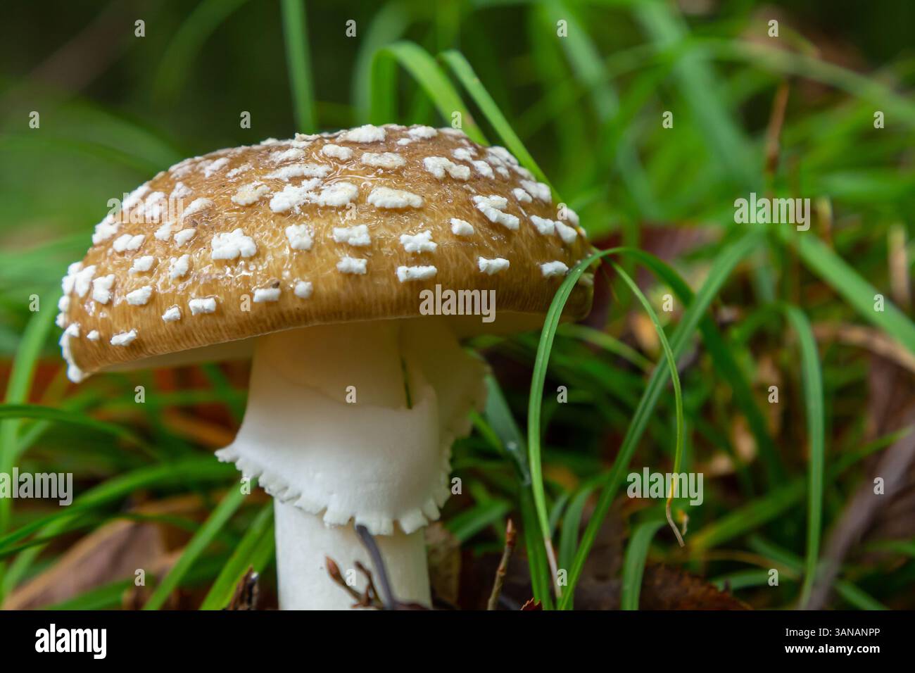 L'Amanita pantherina, o il Panther Cap, un fungo bellissimo e iconico. Un parente ammutinato della musaria Amanita o agarica di mosca, le sue caratteristiche del cappello Foto Stock