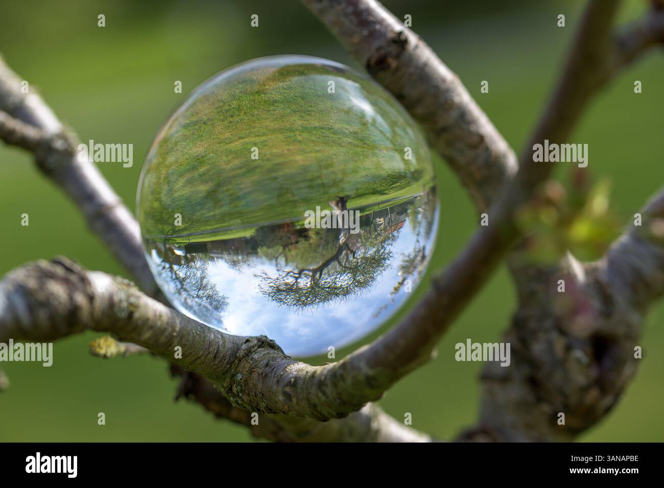 Sfera di cristallo bilanciata su un ramo d'albero che riflette il paesaggio primaverile e i meli, chiarezza, natura, equilibrio, una nuova prospettiva Foto Stock Sfera di cristallo bilanciata su un ramo d'albero che riflette il paesaggio primaverile e i meli, chiarezza, natura, equilibrio, una nuova prospettiva Foto Stock