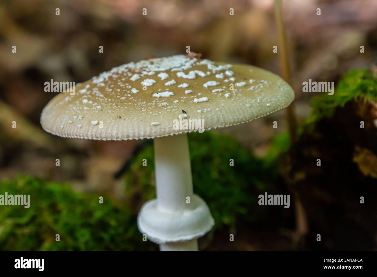 L'Amanita pantherina, o il Panther Cap, un fungo bellissimo e iconico. Un parente ammutinato della musaria Amanita o agarica di mosca, le sue caratteristiche del cappello Foto Stock