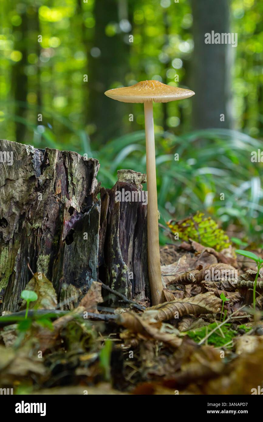 Oudemansiella radicata emerge da un ceppo d'albero in decadenza tra un fogliame verde vibrante e foglie cadute, mettendo in risalto la bellezza dell'ecologia forestale. Foto Stock