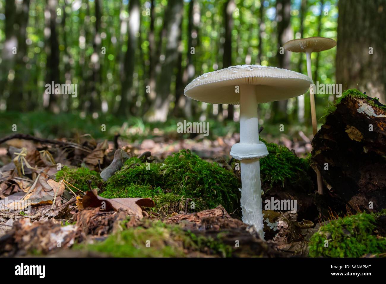 L'Amanita pantherina, o il Panther Cap, un fungo bellissimo e iconico. Un parente ammutinato della musaria Amanita o agarica di mosca, le sue caratteristiche del cappello Foto Stock