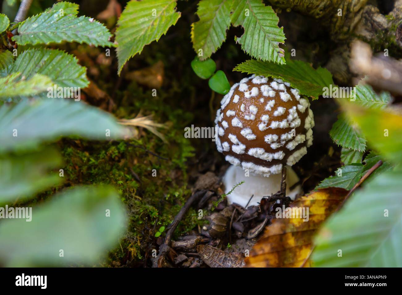 L'Amanita pantherina, o il Panther Cap, un fungo bellissimo e iconico. Un parente ammutinato della musaria Amanita o agarica di mosca, le sue caratteristiche del cappello Foto Stock