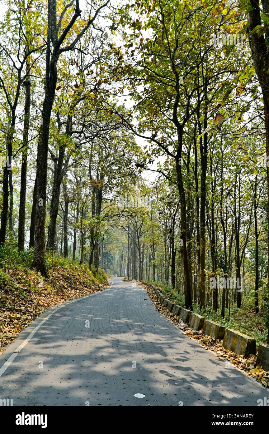 La strada vuota tra gli alberi. Foto Stock