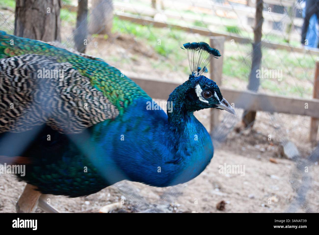 Un vibrante pavone con piume iridescenti che riposa all'interno di una gabbia metallica di una fattoria. Foto Stock